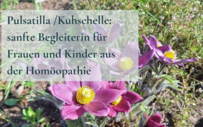 Pulsatilla – sanfte Begleiterin für Frauen und Kinder aus der Homöopathie